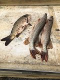 IMG_1718.jpeg