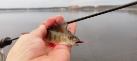 IMG20250503201129.jpg