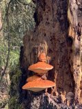 IMG_2753.jpeg