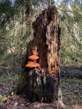 IMG_2752.jpeg