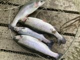 IMG_2065.jpeg