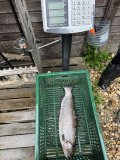 IMG_3518.jpeg