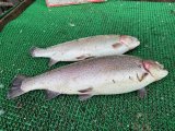 IMG_3556.jpeg