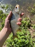 IMG_1239.jpeg