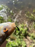 IMG_1240.jpeg