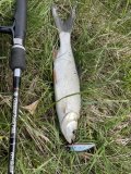 IMG_0597.jpeg