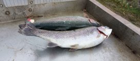 IMG_20250505_193348_103.jpg