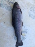 IMG_6130.jpeg