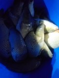 IMG-20250506-WA0015.jpg
