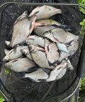 IMG_2984.jpeg