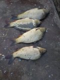 IMG-20250508-WA0016.jpg