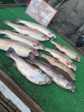 IMG_3641.jpeg