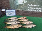 IMG_4505.jpeg
