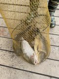 IMG_4463.jpeg
