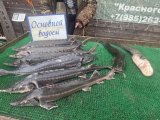 IMG_4428.jpeg