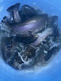 IMG_3673.jpeg