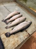 IMG_1948.jpeg