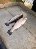IMG_1953.jpeg