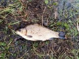 Fish_2.jpg