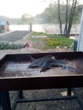 IMG_1582.jpeg