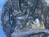IMG_3723.jpeg