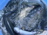IMG_3731.jpeg