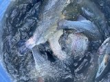 IMG_3735.jpeg