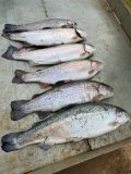 IMG_2007.jpeg