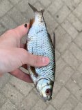 IMG_7542.jpeg