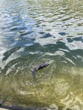 IMG_0982.jpeg