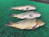 IMG_3984.jpeg