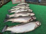 IMG_3967.jpeg