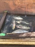 IMG_0581.jpeg