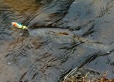 IMG_20250512_025138_480.jpg