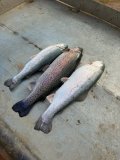 IMG_2235.jpeg