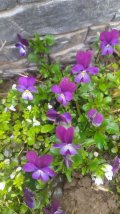 IMG_20250513_114531.jpg