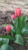 IMG_20250513_114754.jpg