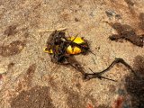 IMG_2343.jpeg