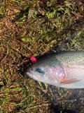 IMG_2346.jpeg