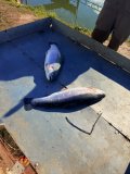 IMG_2352.jpeg