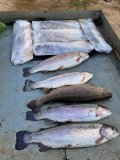 IMG_2431.jpeg