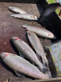IMG_0064.jpeg