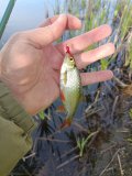 IMG_20250516_070122.jpg