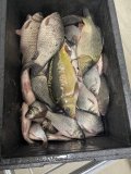 IMG_5991.jpeg