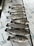 IMG_3605.jpeg