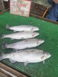 IMG_4068.jpeg