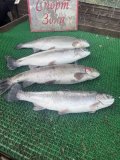 IMG_4065.jpeg