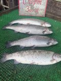 IMG_4059.jpeg