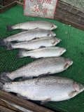 IMG_4044.jpeg