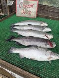 IMG_4028.jpeg